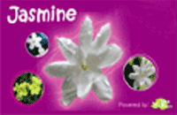 Jasmine Phonecard